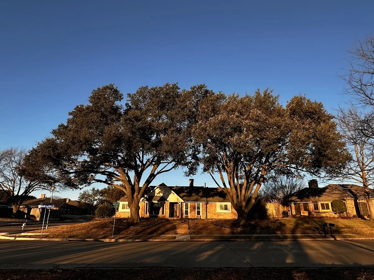 Established residential canopy tree shading a home in Plentywood