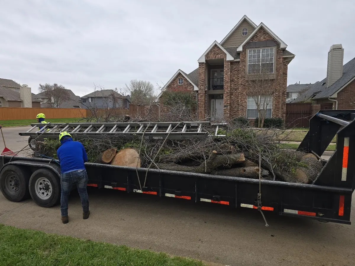 Expert Tree Removal with proper safety equipment in Plentywood